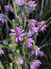 Erica globiceps consors