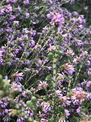 Erica globiceps consors