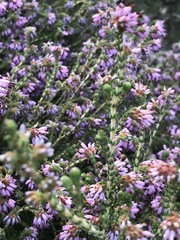 Erica globiceps consors