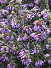 Erica globiceps consors