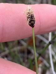 Eleocharis compressa