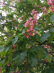 Aesculus × carnea