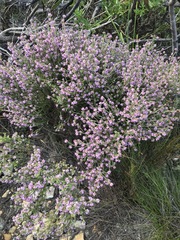 Erica globiceps consors