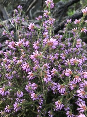 Erica globiceps consors