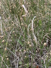 Eleocharis compressa