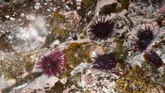 Echinometra insularis