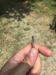 Xerotyphlops vermicularis
