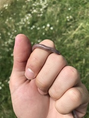 Xerotyphlops vermicularis