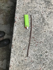 Xerotyphlops vermicularis