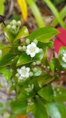 Psorospermum
