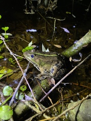 Pelophylax ridibundus