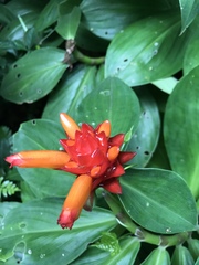 Costus productus