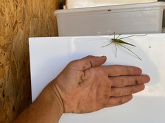 Acrometopa syriaca