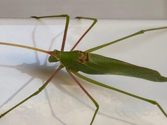 Acrometopa syriaca