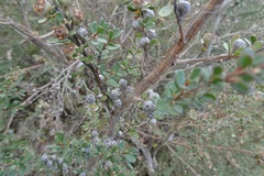 Leptospermum myrtifolium
