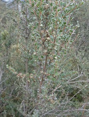 Leptospermum myrtifolium