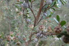Leptospermum myrtifolium
