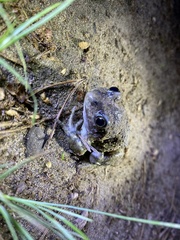 Pelobates vespertinus