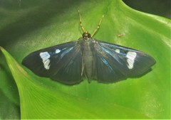 Erilusa leucoplagalis