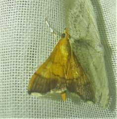 Pyrausta bicoloralis