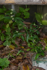 Spermacoce ocymifolia