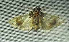 Neoleucinodes