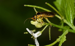 Pamphilius marginatus