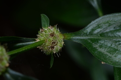 Spermacoce ocymifolia