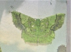 Neagathia corruptata