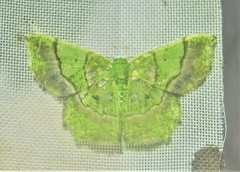 Neagathia corruptata