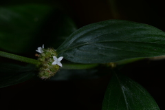 Spermacoce ocymifolia