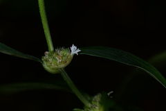 Spermacoce ocymifolia