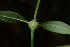 Spermacoce ocymifolia