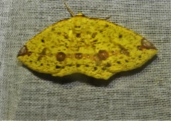 Periclina