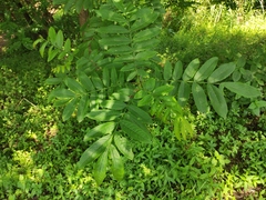Pterocarya stenoptera