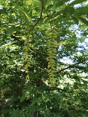 Pterocarya stenoptera