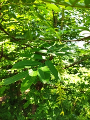 Pterocarya stenoptera