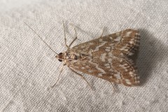 Evergestis frumentalis