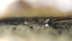 Cryptoblepharus poecilopleurus paschalis