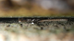 Cryptoblepharus poecilopleurus paschalis