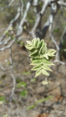 Polyscias floccosa image