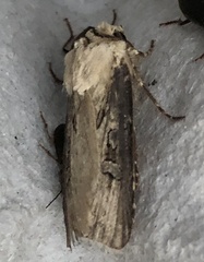 Agrotis volubilis