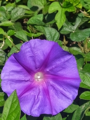 Ipomoea indica