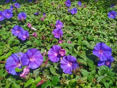 Ipomoea indica