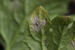 Hyaloperonospora sisymbrii-loeselii