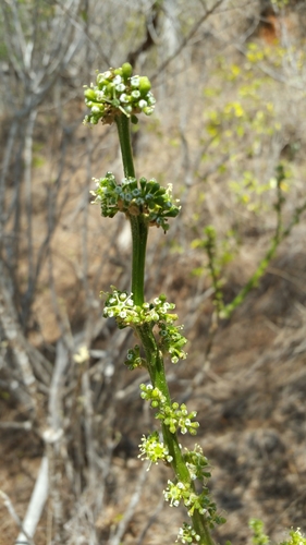 Polyscias floccosa image