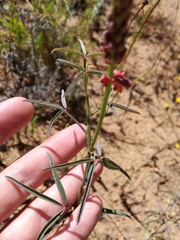 Indigofera psoraloides