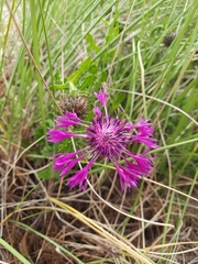 Centaurea polyacantha