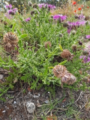 Centaurea polyacantha