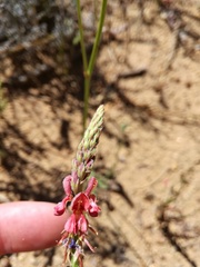 Indigofera psoraloides